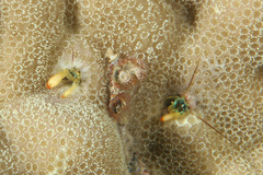 Paguritta corallicola