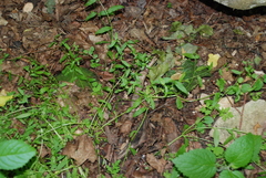 Memoremea scorpioides