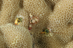 Paguritta corallicola