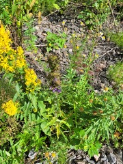 Campanula cervicaria