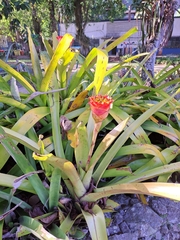 Canistrum aurantiacum