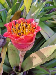 Canistrum aurantiacum