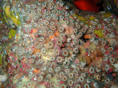 Polycyathus muellerae