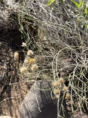 Bebbia juncea