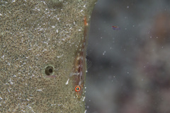 Phyllogobius platycephalops