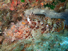 Scorpaena scrofa