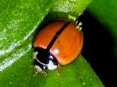 Cheilomenes propinqua