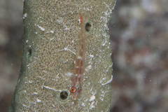 Phyllogobius platycephalops