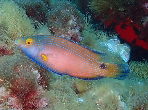 Representative image of Symphodus mediterraneus