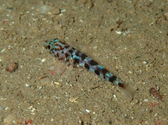 Thorogobius ephippiatus