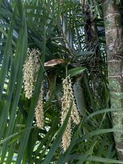 Epidendrum ferrugineum