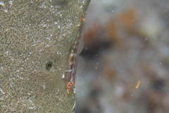 Phyllogobius platycephalops