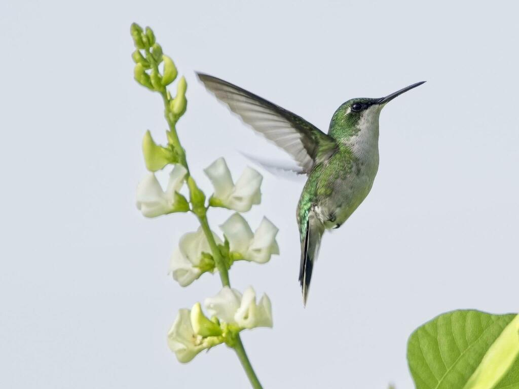 Puerto Rican Emerald (Riccordia maugaeus) photo