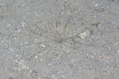 Isarachnanthus bandanensis