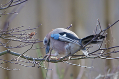 Garrulus glandarius