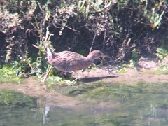 Rallus obsoletus