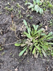 Lomatium canbyi