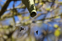 Parachartergus apicalis