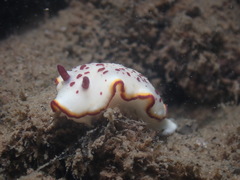 Goniobranchus daphne