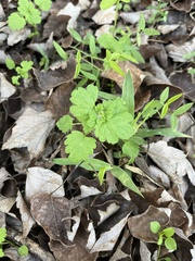 Lamium