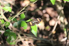 Heliconius erato