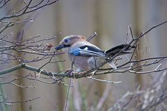 Garrulus glandarius