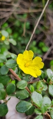 Hibbertia sericea