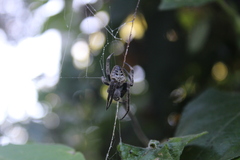 Eriophora ravilla