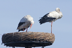 Ciconia ciconia