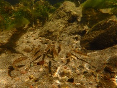 Catostomus tahoensis