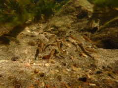 Catostomus tahoensis