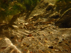 Catostomus tahoensis