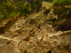 Catostomus tahoensis