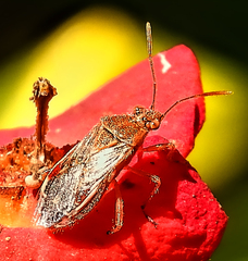 Liorhyssus
