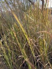 Chrysopogon
