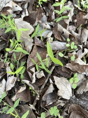 Vicia sativa