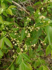Myrcia multiflora