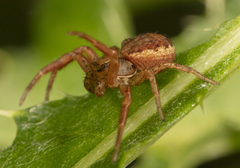Xysticus obscurus