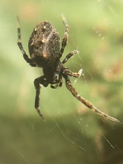 Araneus rotundulus