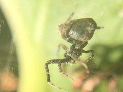 Araneus rotundulus