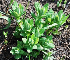 Euphorbia semivillosa