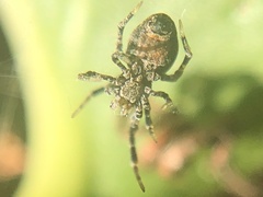 Araneus rotundulus