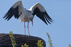Ciconia ciconia