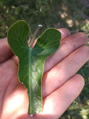 Araujia megapotamica