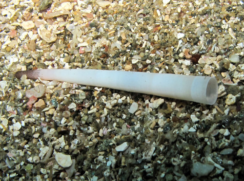 Antalis vulgaris (da Costa, 1778)