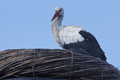 Ciconia ciconia