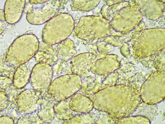 Myxococcales