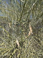Parkinsonia microphylla