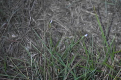 Sisyrinchium biforme