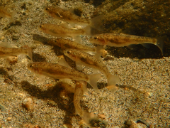 Catostomus tahoensis